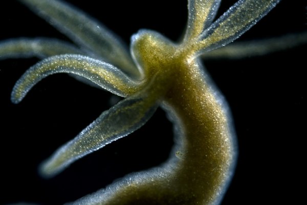 Kraken актуальные зеркала krakentor site