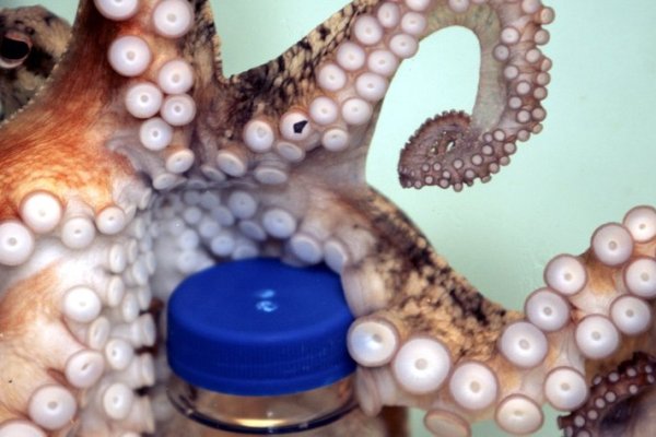 Kraken 2025 ссылка